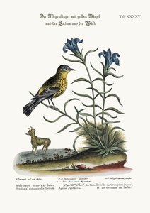 The Yellow-rumped Flycatcher, and the Gentian of the Desert, 1749-73